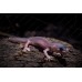 Gecko leopardo blanco - eublepharis blizard